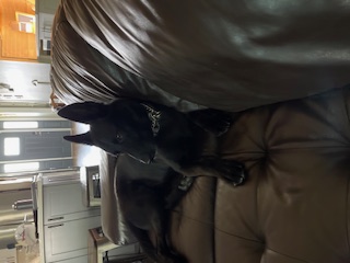 K9 Lux
